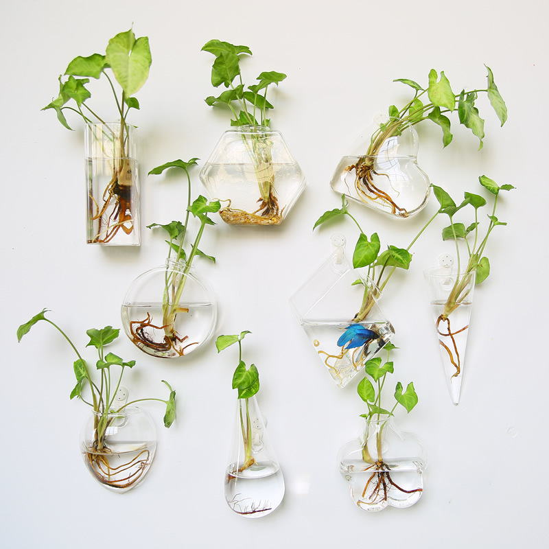 تررم زجاجي معلق على الحائط - ز - مراجعة Self-Watering Planter وسعره